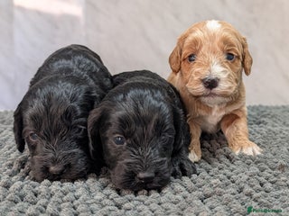 Cockapoo dogs Puppies ready 23rd Jan. Licensed breeder - Advert 5