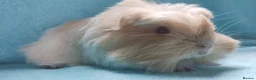 Guinea Pig rodents for sale: Beautiful pair of boys ready now  - Advert 9