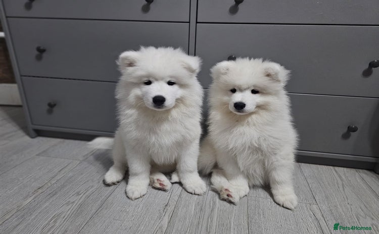 Samoyed dogs - Advert 1