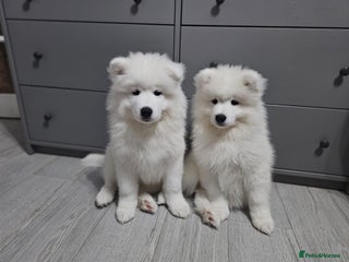 Samoyed dogs Beautiful Samoyed Puppies! ✨* - Advert 1