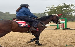 Irish Sports horses for sale: Teens horse / mother / daughter share - Image 5