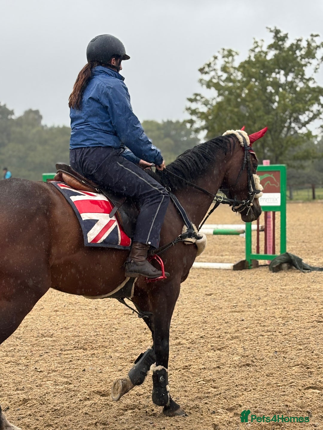 Irish Sports horses for sale: Teens horse / mother / daughter share - Image 5