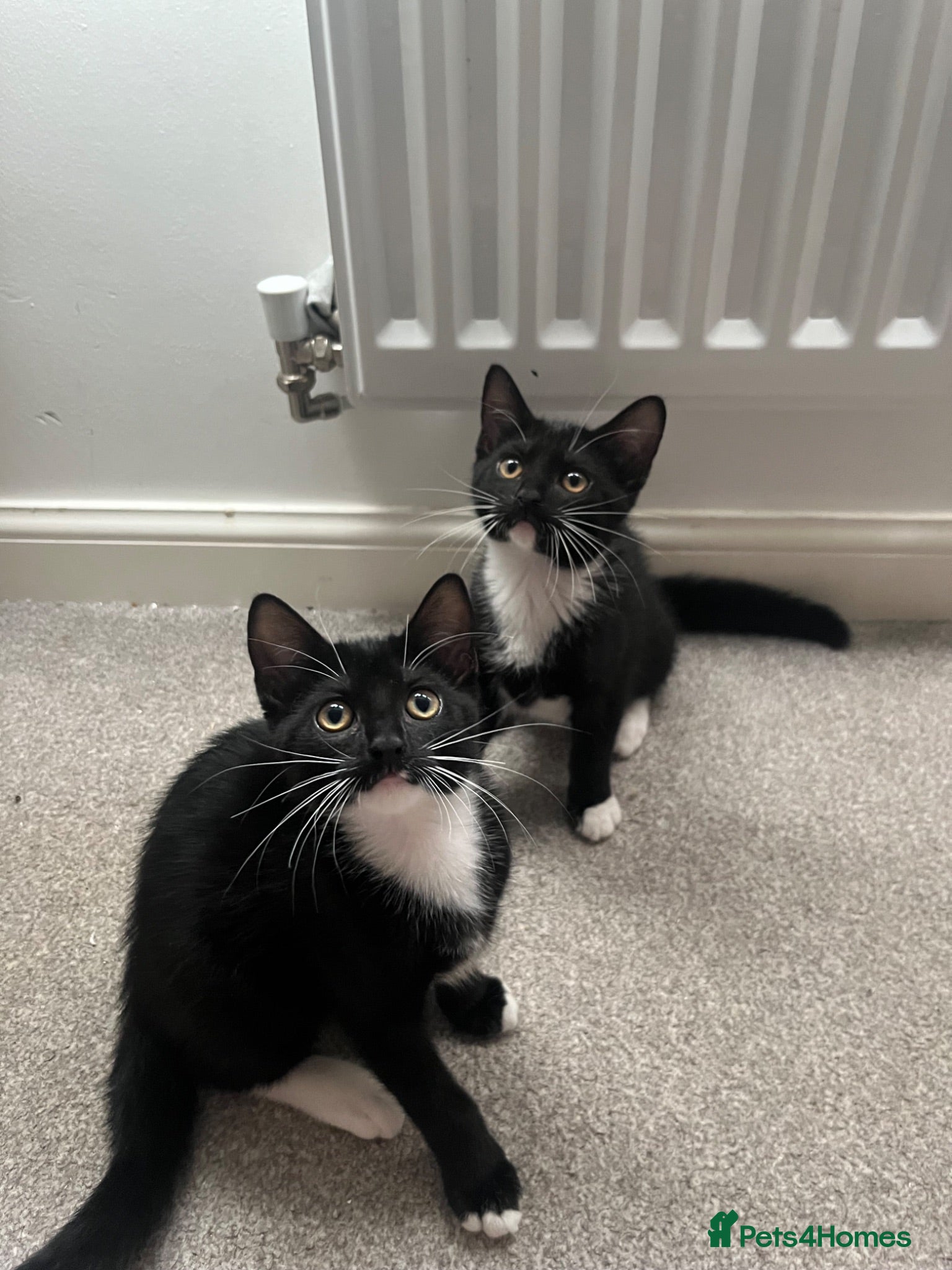 Mixed Breed cats 2 kittens for sale  - Advert 1