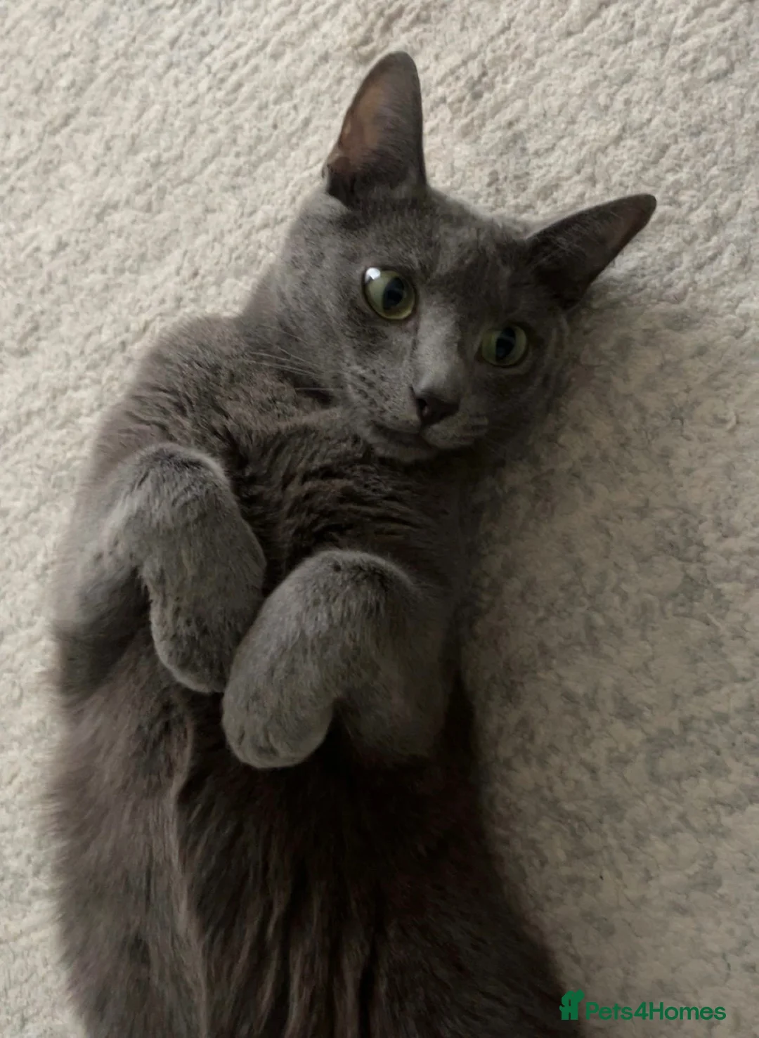 Russian Blue cats for sale: Russian blue house trained cat - Advert 5