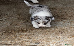 Border Collie dogs for sale: Border Collie puppies  - Image 13