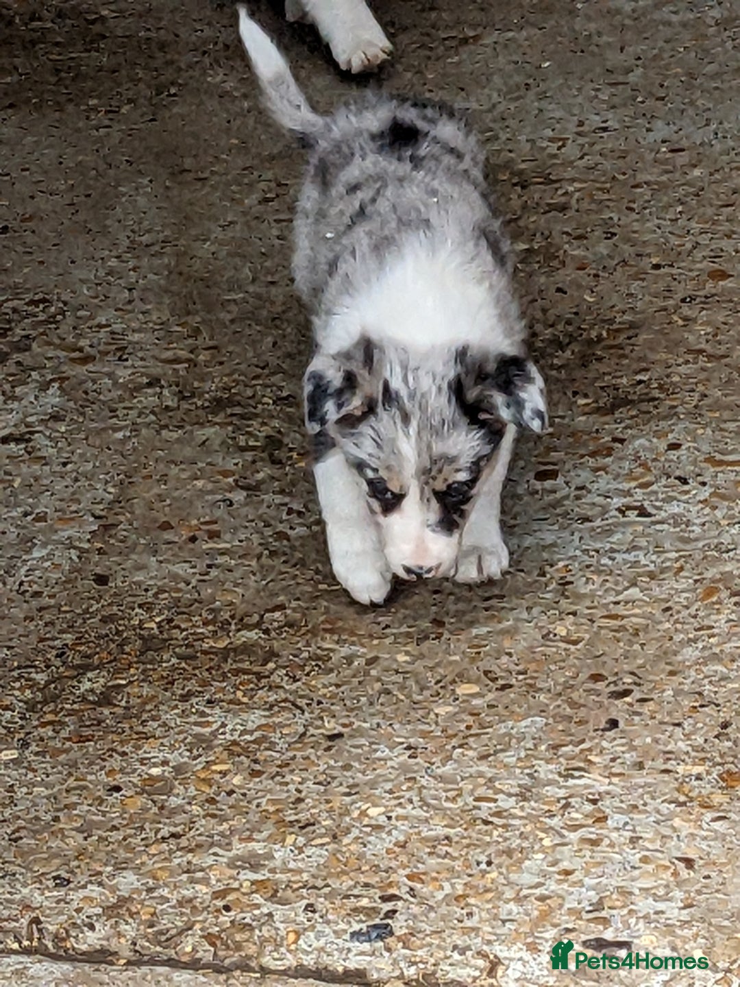 Border Collie dogs for sale: Border Collie puppies  - Image 13