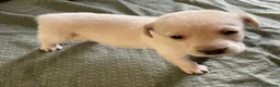 Labrador Retriever dogs for sale: Beautiful Yellow Female KC Registered Puppy - Advert 6