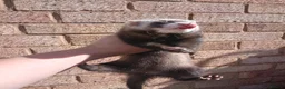 Ferret rodents for sale: 10 week old kits - Advert 16