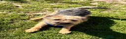 Border Terrier dogs for stud: Rusty – Proven, SLEM Clear Border Terrier Stud  - Advert 6