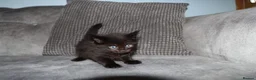 Maine Coon cats for sale: Gorgeous maine coon cross kittens - Advert 21