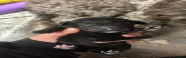  Puppy 1