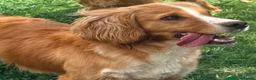 Cocker Spaniel dogs for stud: Proven KC  Stud dog - Advert 5