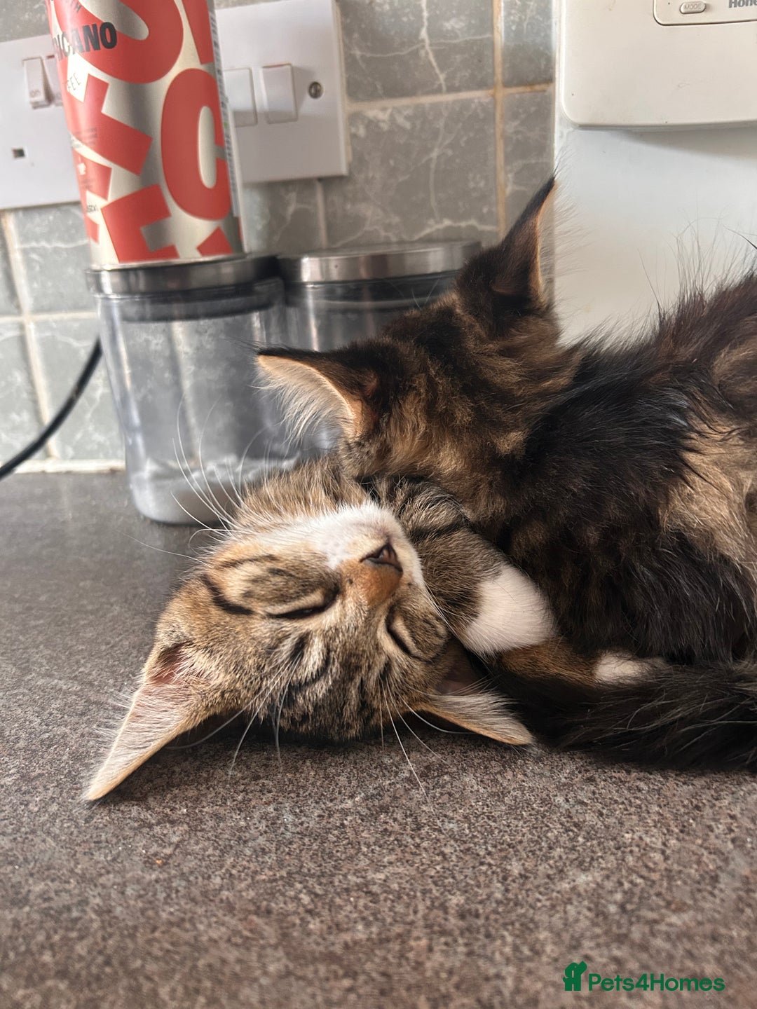Domestic Shorthair cats for sale: 2 kittens for sale  - Image 2