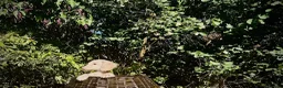 Miniature Dachshund dogs for sale: 1 only Blonde cream miniature dachshund - Advert 16
