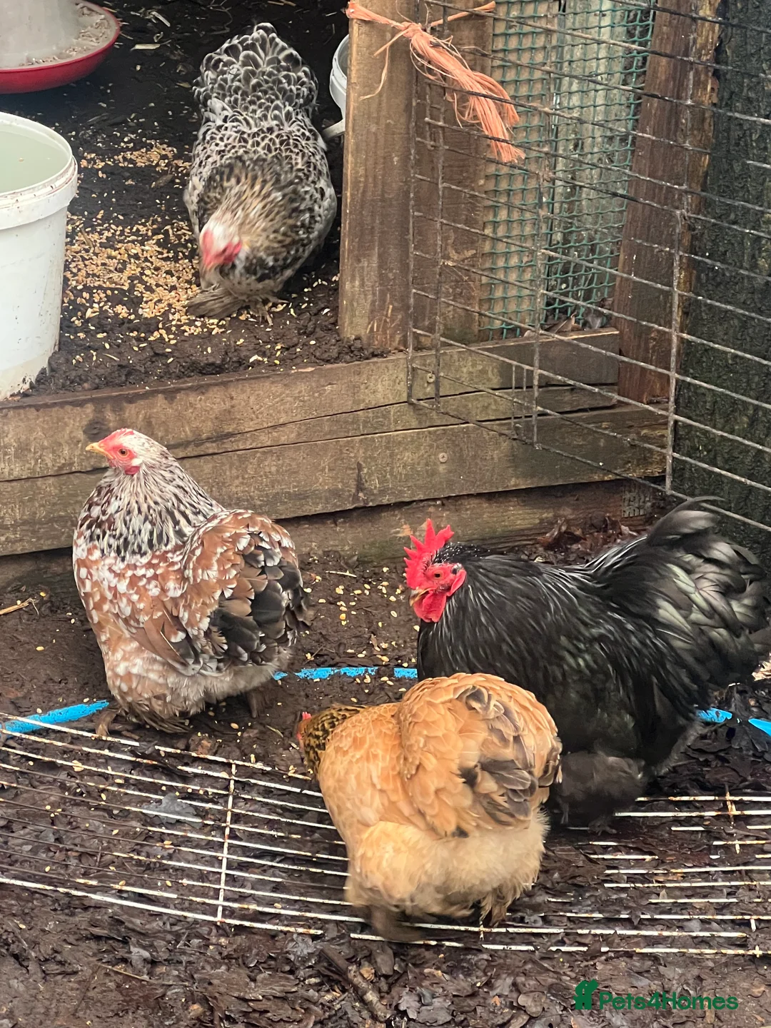 Chickens poultry for sale: Point of lay hens  - Advert 10