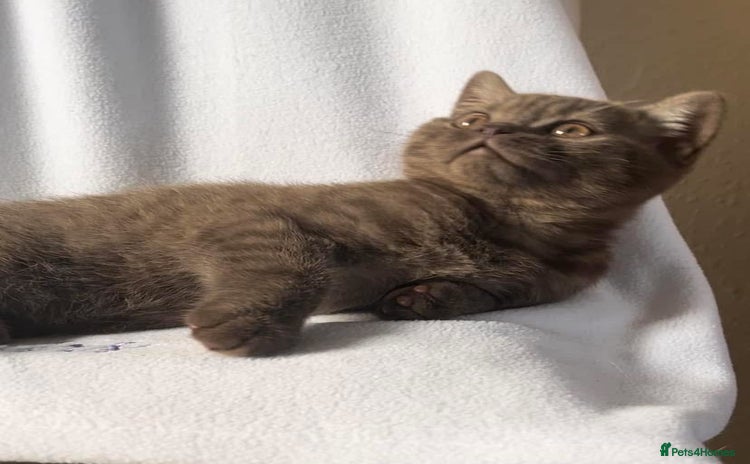 British Shorthair cats - Advert 15