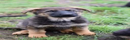 German Shepherd dogs for sale: Shorthaired German Shepherd  - Advert 9