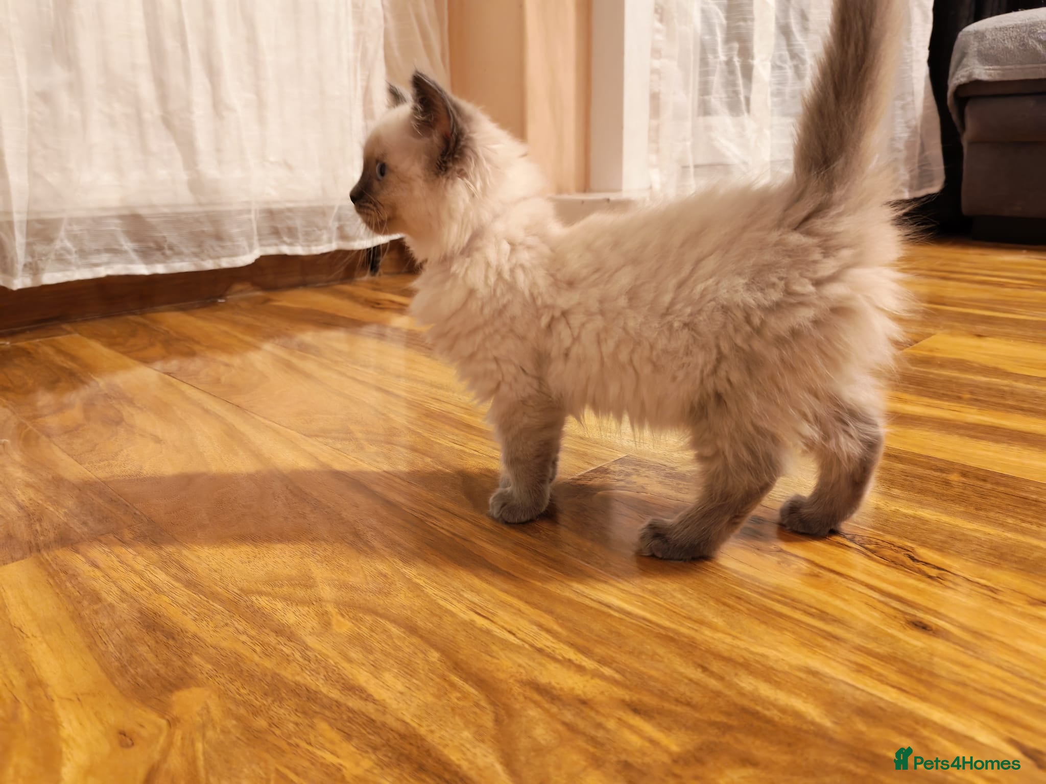 Ragdoll cats Pure Ragdoll Kittens - Advert 2