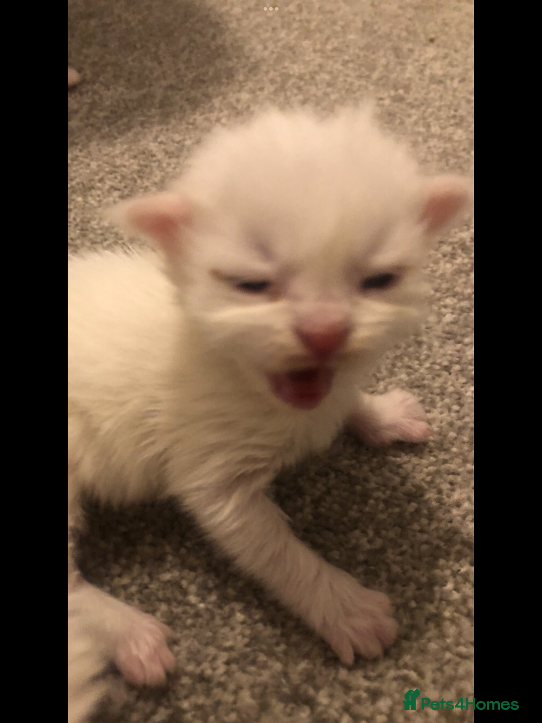 Maine Coon cats for sale: White Maine Coon GCCF - Image 13