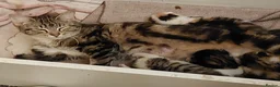 British Shorthair cats for sale: Two dark tabby/ginger longhair kittens  in Nuneaton - Advert 5