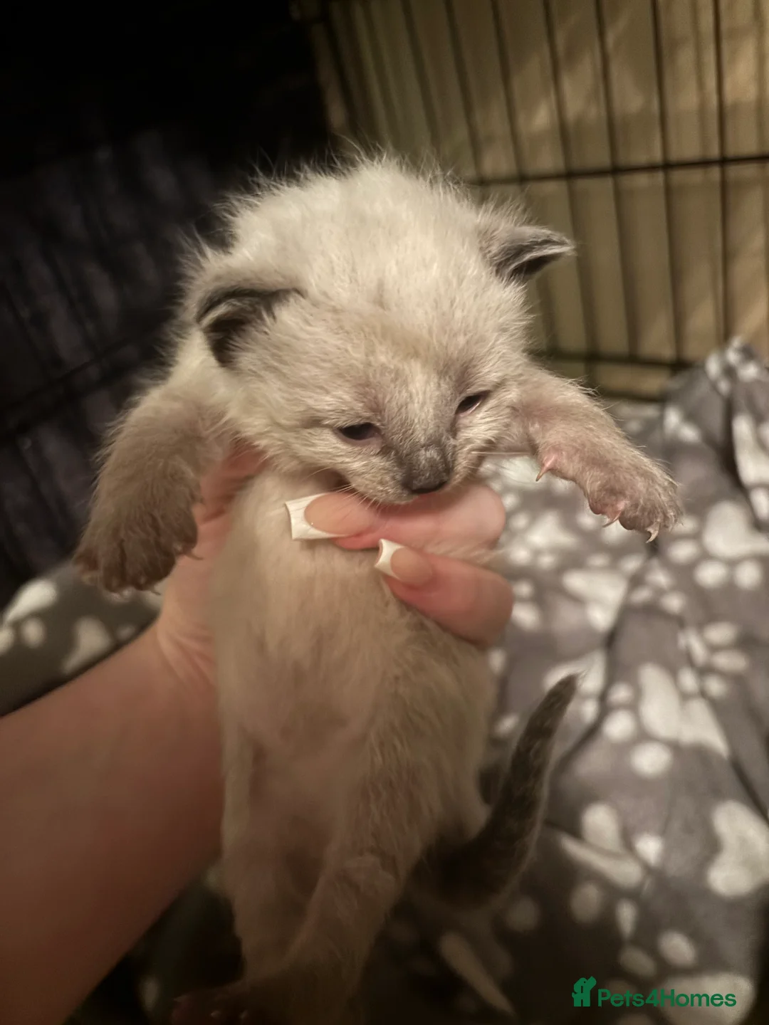 Mixed Breed cats for sale: mixed breed kittens for sale  - Advert 4