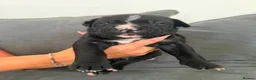 Presa Canario dogs for sale: Pressa canario puppys  in Gravesend - Advert 4