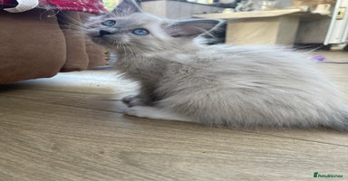 Ragdoll cats Beautiful ragdoll kittens  - Advert 7