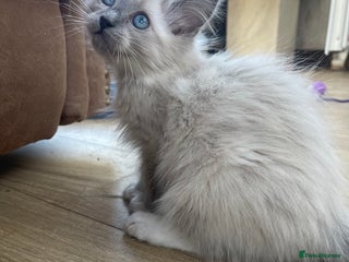 Ragdoll cats - Advert 6