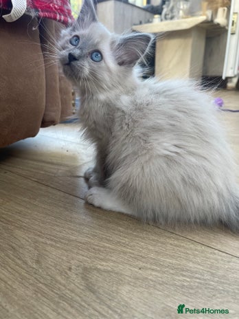 Ragdoll cats - Advert 5