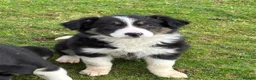 Border Collie dogs for sale: Border Collie Pups in Machynlleth - Advert 40
