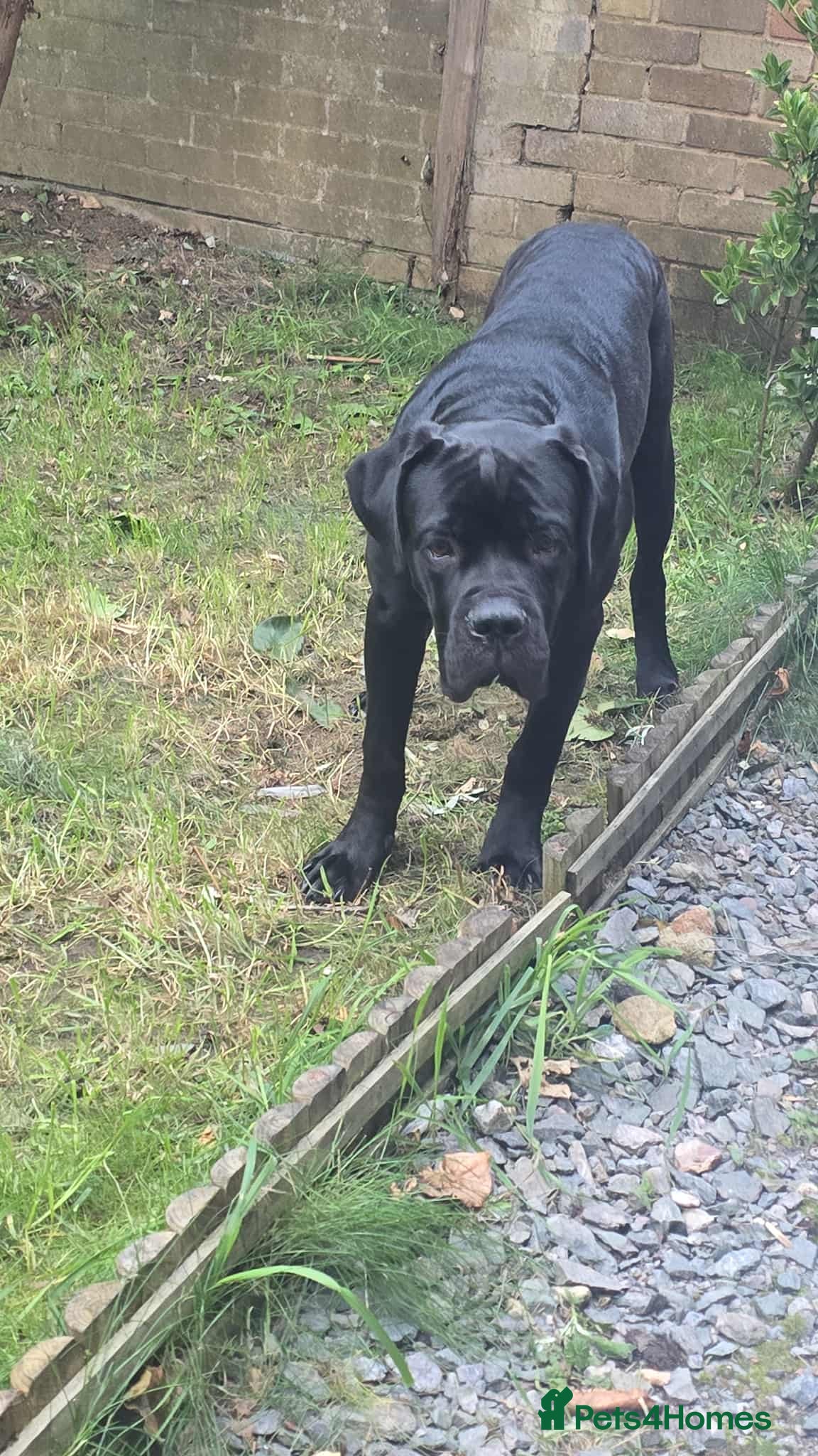 Cane Corso dogs Sell cane corso - Advert 19