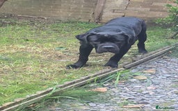 Cane Corso dogs for sale: Sell cane corso - Image 1