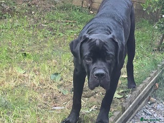 Cane Corso dogs - Advert 2