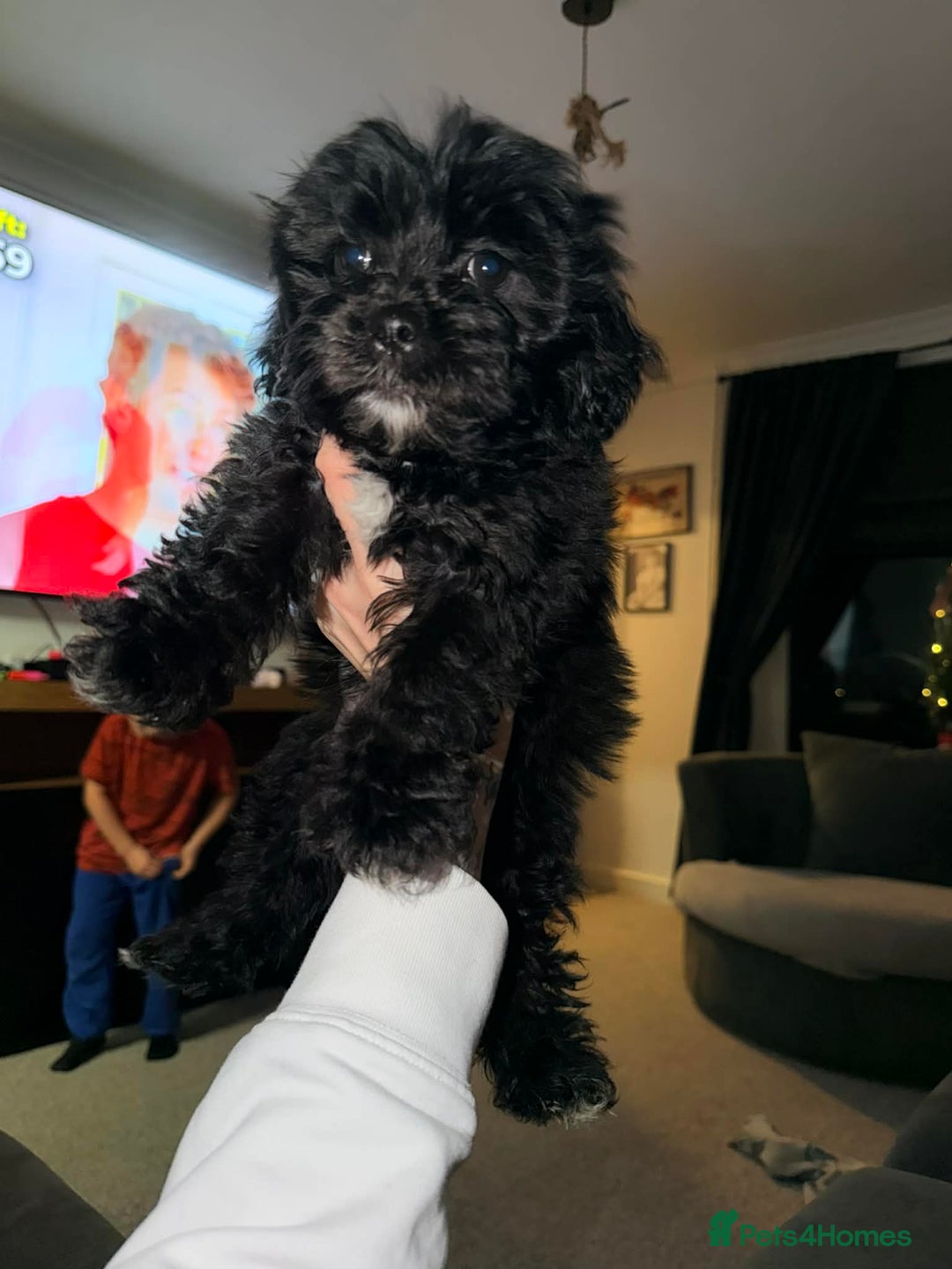 Zuchon dogs for sale: Shihzu x Bichion x Westie - Advert 5