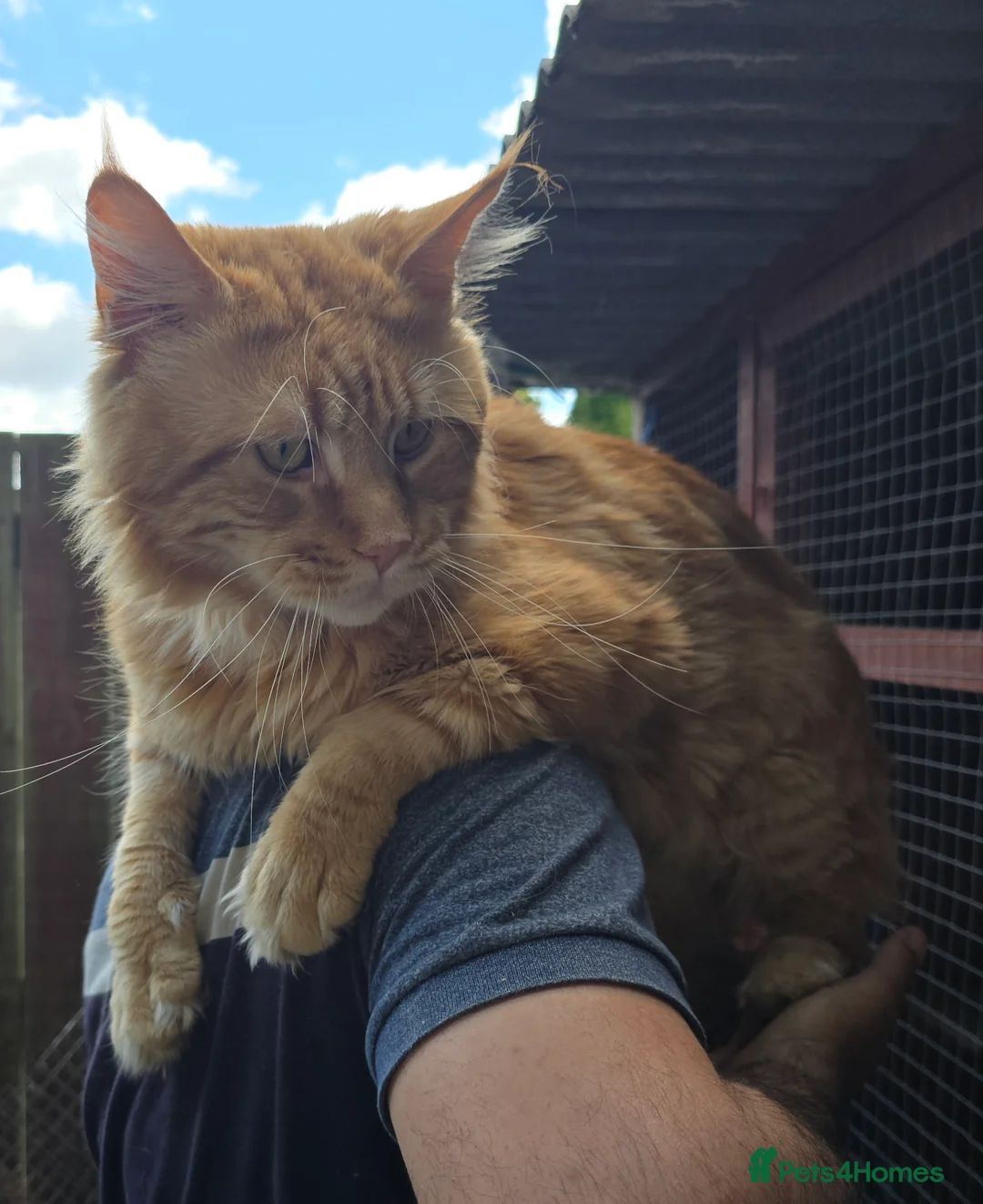 Maine Coon cats for stud: Maine Coon Large Red Tabby over 10kg in Hull - Advert 26