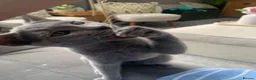 Russian Blue cats for sale: Championship and GCCF Russian blue kittens  - Advert 8