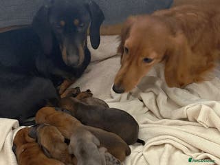 Dachshund dogs Adorable miniature dachshunds NOW BEEN REDUCED - Advert 17