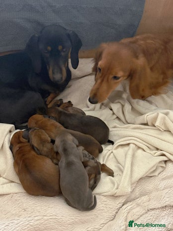 Dachshund dogs Adorable miniature dachshunds - Advert 1