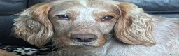 Sprocker dogs for sale: Sprocker Spaniels  - Advert 2
