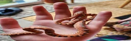 Snake reptiles for sale: Scaleless male and Het scaleless female corn snake - Advert 1