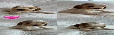 Cocker Spaniel 7