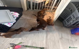 Dachshund dogs for stud: For stud only !! Chocolate dachshund  - Image 6