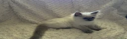 Ragdoll cats for sale: Stunning Ragdoll kittens - Advert 7