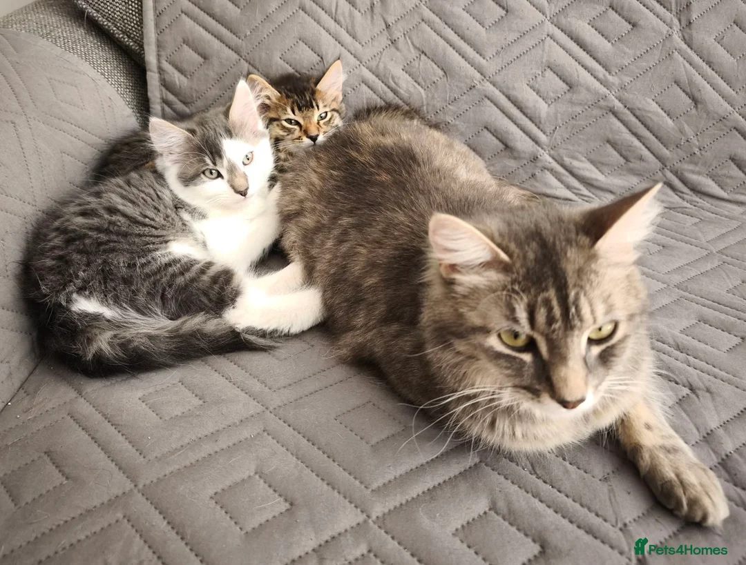 Domestic Shorthair cats for sale: Graceful and playful brothers - Advert 2