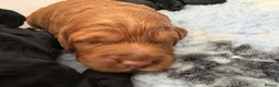 Cockapoo dogs for sale: 🐾🐾Beautiful F2 cockapoo puppies🐾🐾 - Advert 9