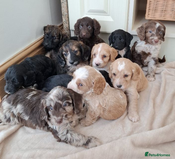 Cockapoo dogs F1 show type  rare coulerd cockapoo puppies  - Advert 10