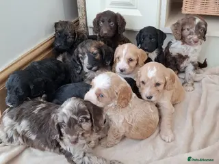 Cockapoo dogs F1 show type rare coulerd cockapoo puppies - Advert 10
