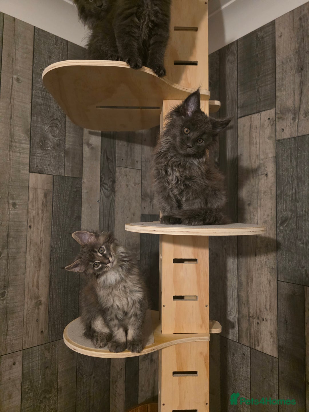 Maine Coon cats for sale: Maine Coon kittens avaliable - Image 15