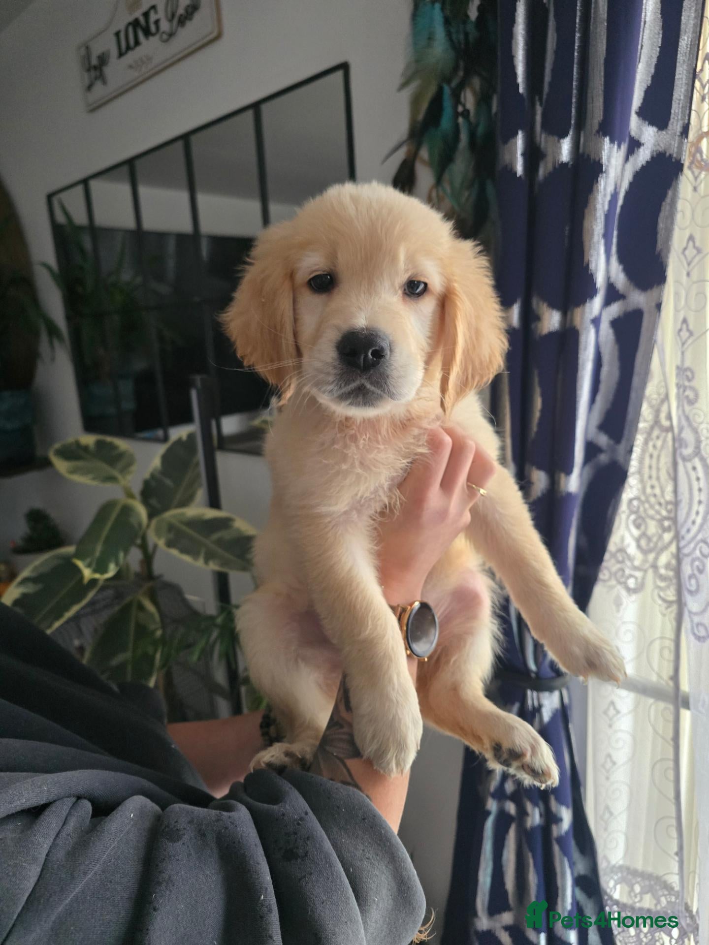 Golden Retriever dogs Last 2 KC Registered Golden Retrievers pupps !!  - Advert 5