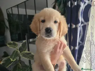 Golden Retriever dogs Last 2 KC Registered Golden Retrievers pupps !! - Advert 5
